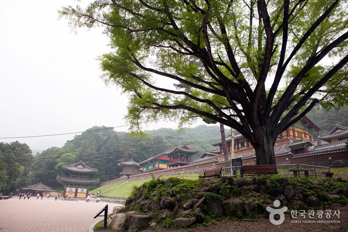 Temple Guryongsa (구룡사)