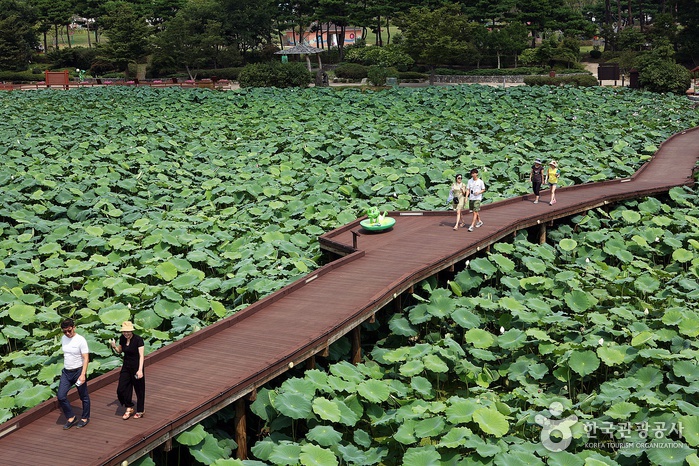 Habitat de lotus blancs Hoesan de Muan (무안회산백련지)