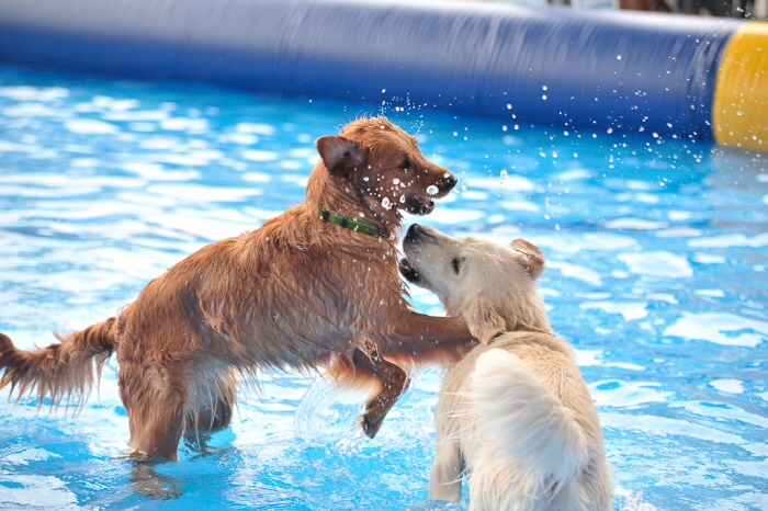 부산 펫팸 페스티벌 20199