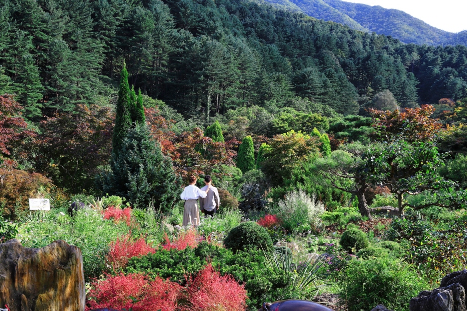 Chrysanthemenausstellung im Arboretum Achim Goyo (아침고요수목원 국화전시회)