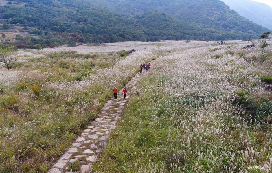 사자평 고원습지 (영남알프스 사자평억새길 힐링트레킹)