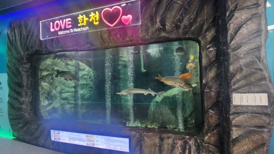 화천 토속어류생태체험관