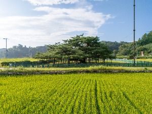 예천_예천 천향리 석송령 (2)