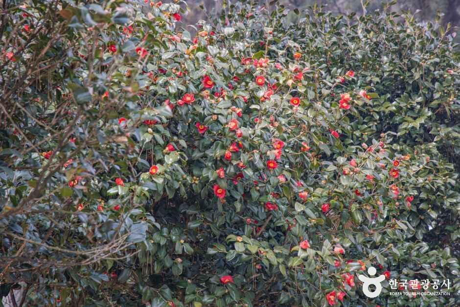 thumbnail-서천 마량리 동백나무 숲-2