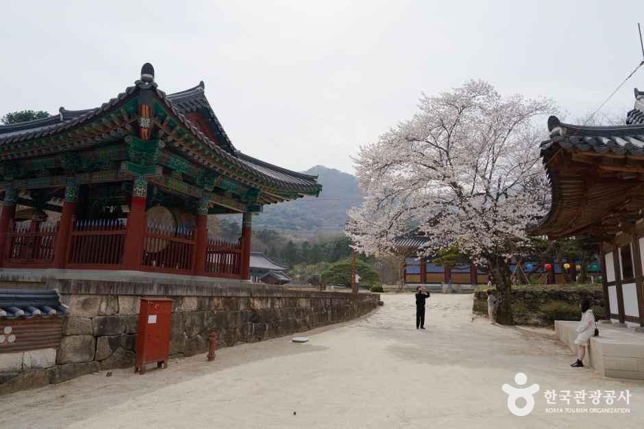 thumbnail-직지사-9