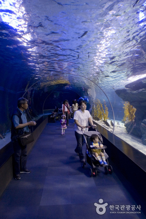 Busan Aquarium (부산아쿠아리움)