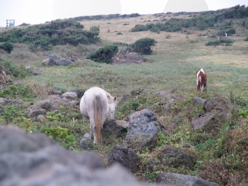 [제주올레 9코스] 대평-화순 올레6