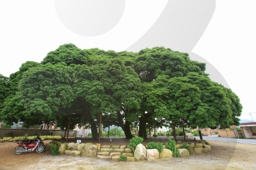 장흥 삼산리 후박나무6