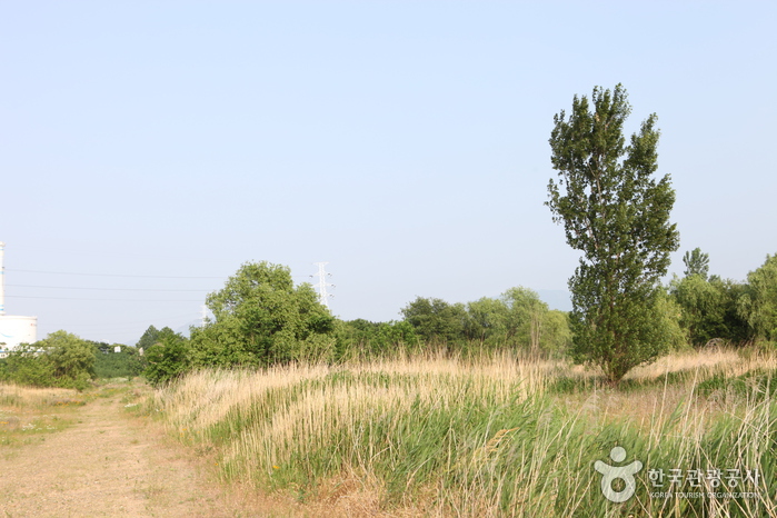 Dalseong Marsh (대구 달성습지)