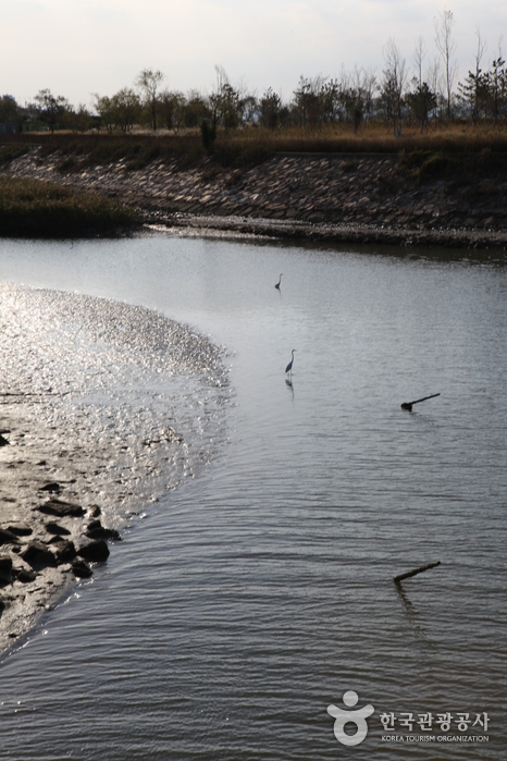 Nakdonggang Bird Sanctuary (Eulsukdo Island) (을숙도 철새공원)