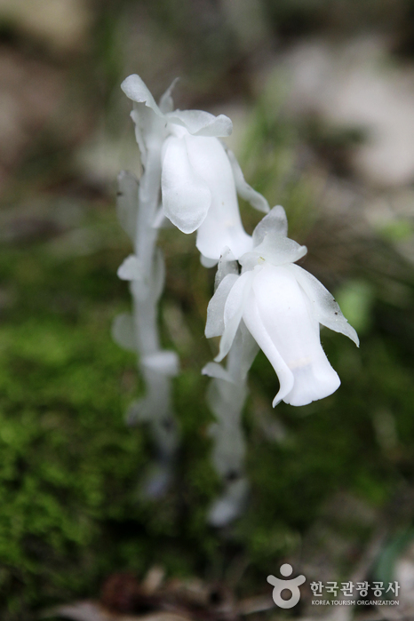 선운산도립공원 사진7