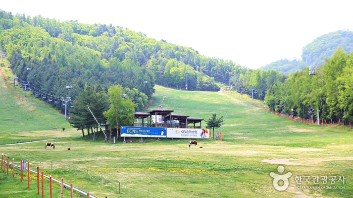 여름날의 스키장은 온통 '초록초록'하다