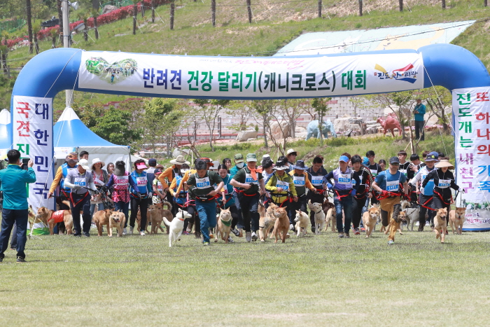 진도개 페스티벌 20200