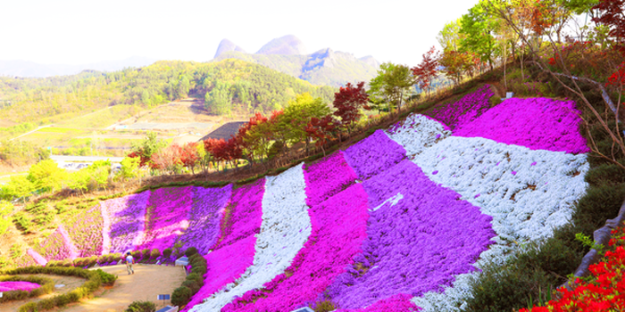 진안고원 꽃잔디축제 20203