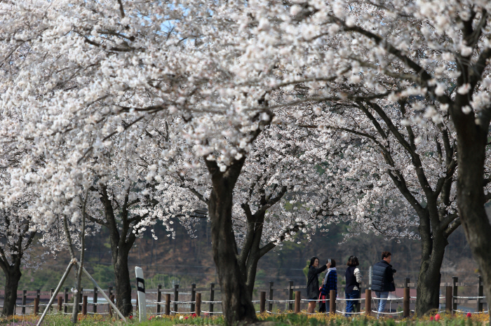 천안 위례벚꽃축제 20192