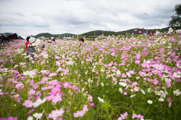 장천 코스모스 축제 20198