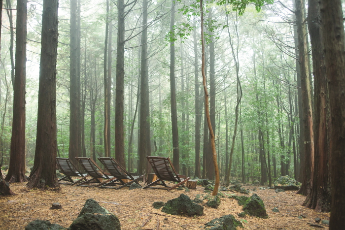 Seogwipo Healing Forest (서귀포 치유의 숲)