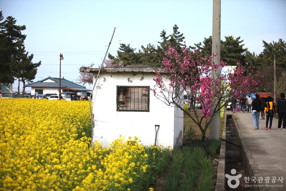 Aldea de Flores de Colza de Maengbang en Samcheok (삼척 맹방유채꽃 마을)