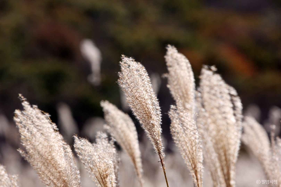 사자평 고원습지 (영남알프스 사자평억새길 힐링트레킹)