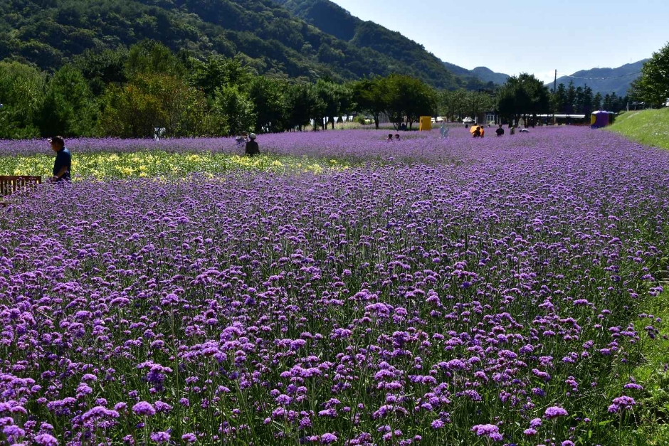 인제가을꽃축제