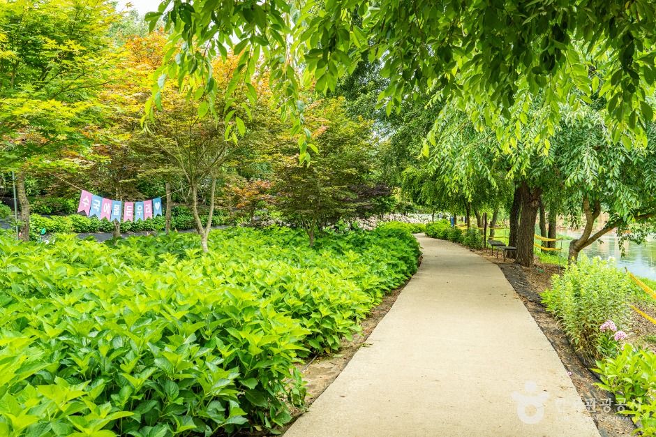 공주_유구색동수국정원 (13)
