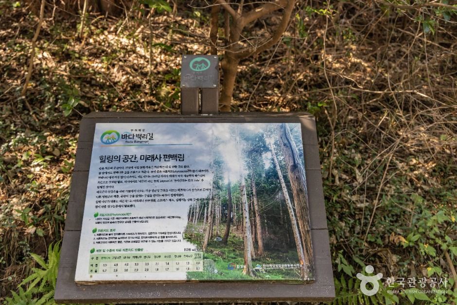 미래사 편백나무숲