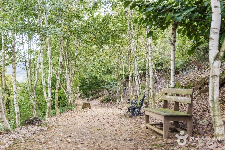 괴산 트리하우스 가든