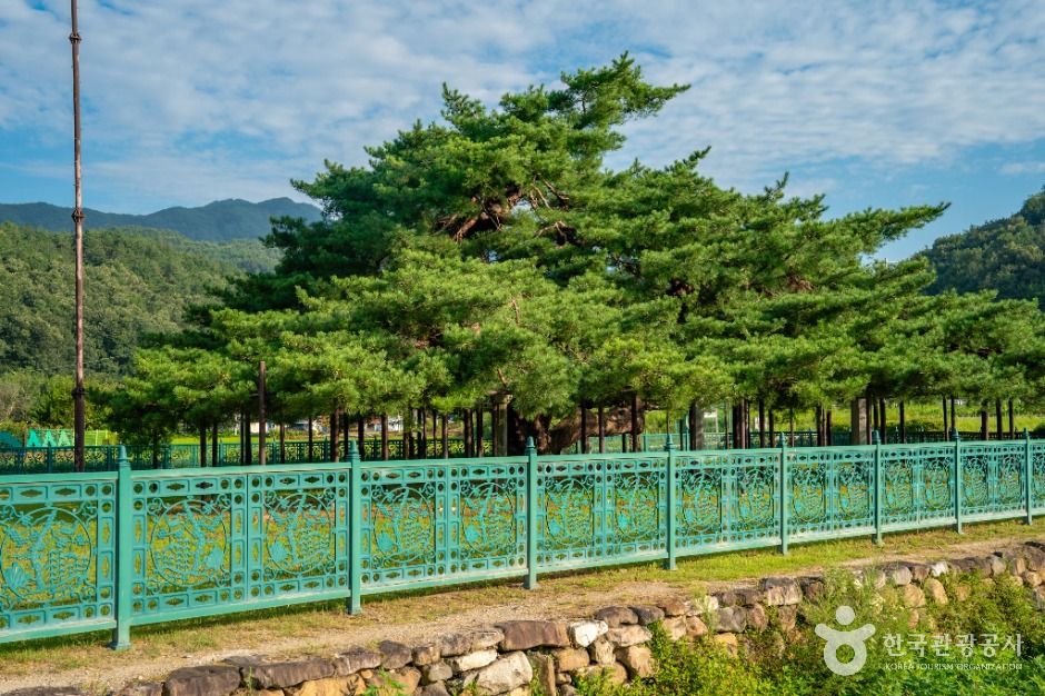 예천_예천 천향리 석송령 (4)