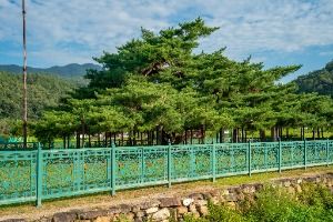 예천_예천 천향리 석송령 (4)