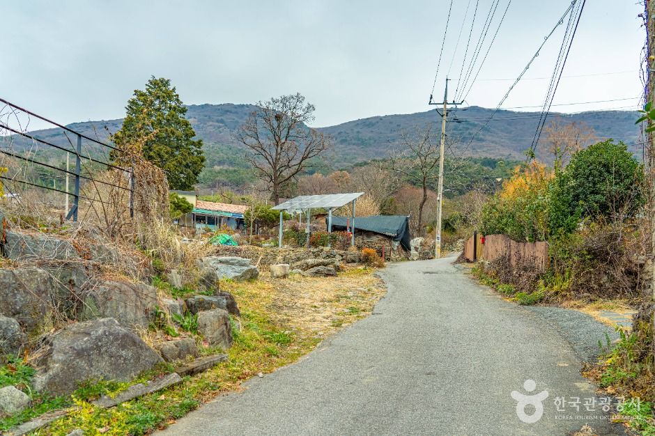 화순 수만리들국화마을
