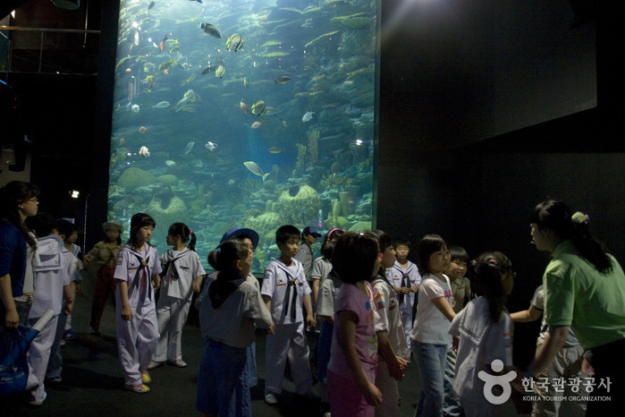 Busan Aquarium (부산아쿠아리움)