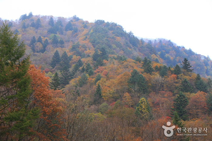 오대산국립공원 사진3
