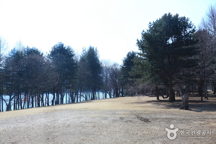 Namiseom Island (남이섬 종합휴양지)
