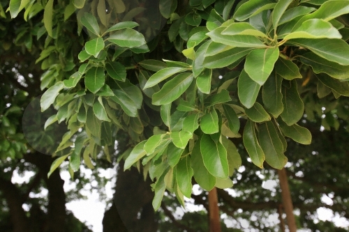 장흥 삼산리 후박나무7