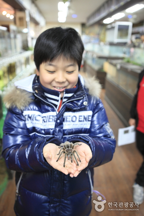 Arachnopia (JooPil Spider Museum), (아라크노피아 생태수목원·주필거미박물관)