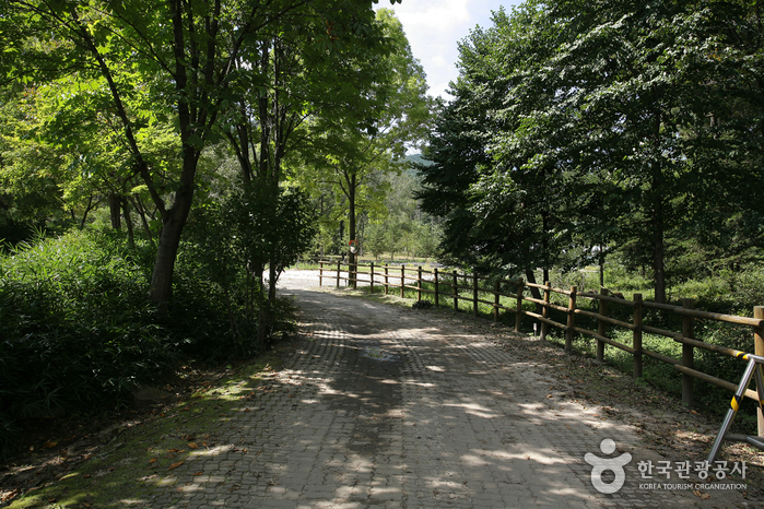 Nationales Arboretum und Waldmuseum (Wald Gwangneung) (국립수목원 (광릉숲))