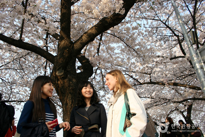 한강 여의도 봄꽃축제 2014