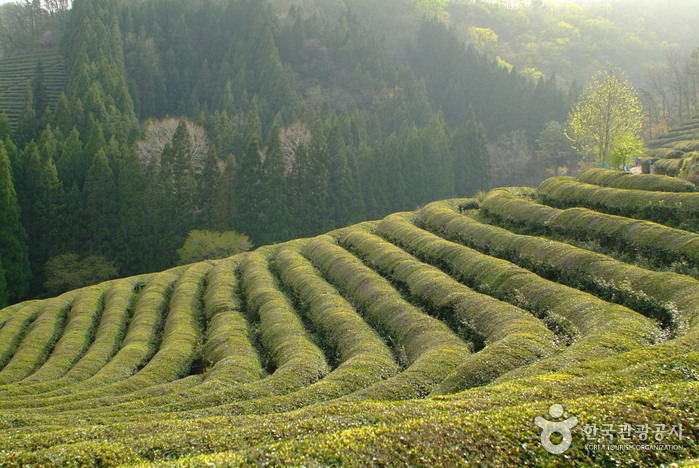Daehan Dawon Tourist Tea Plantation (Boseong Green Tea Plantation) (보성녹차밭 대한다원)