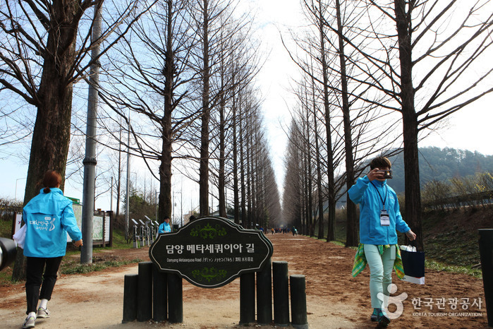 담양 메타세쿼이아길 사진29