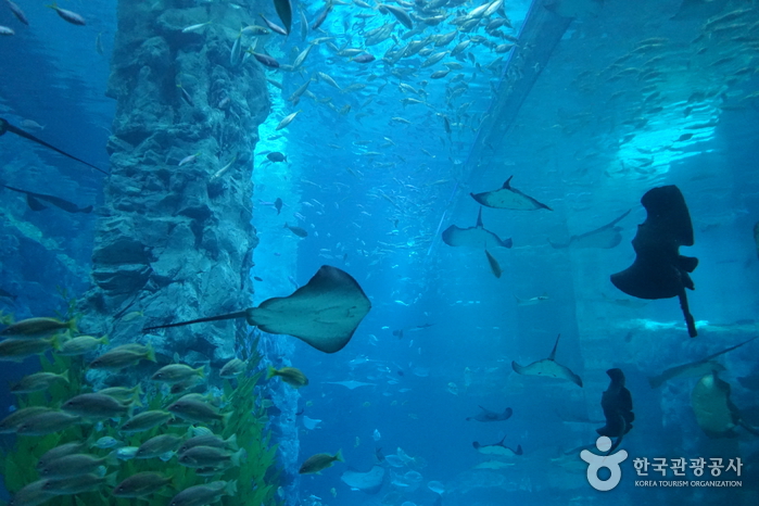 Lotte World Aquarium (롯데월드 아쿠아리움)