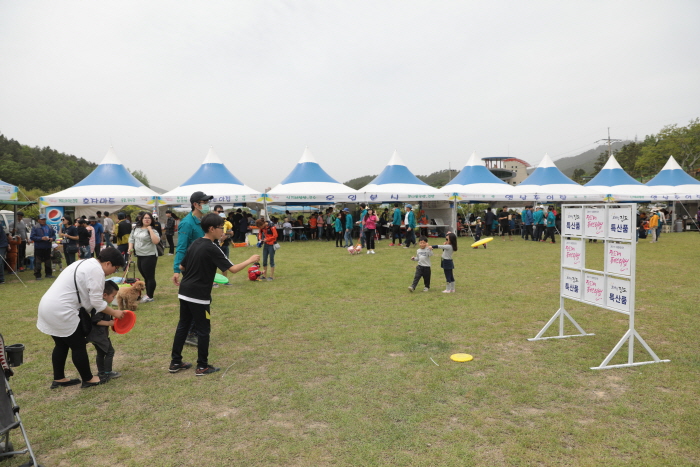 진도개 페스티벌 20201