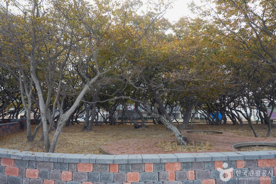鵝耳櫪生態群落(서어나무(소사나무)군락지)