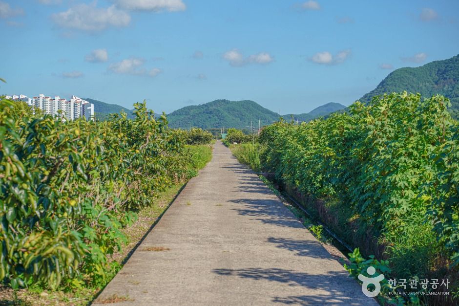 사천 고읍단감마을