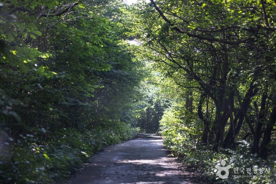 교래 삼다수마을