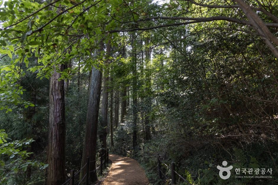미래사 편백나무숲