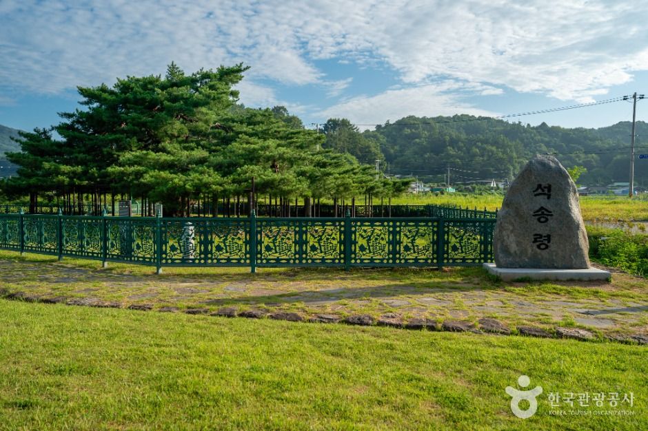 예천 천향리 석송령