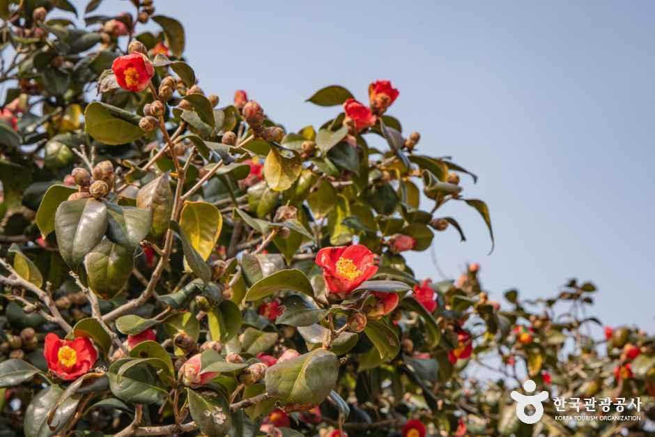 thumbnail-서천 마량리 동백나무 숲-3