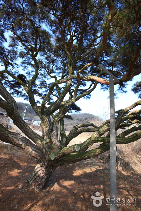 예천 사부리소나무