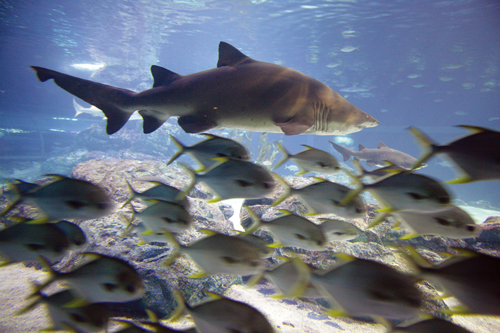 Busan Aquarium (부산아쿠아리움)