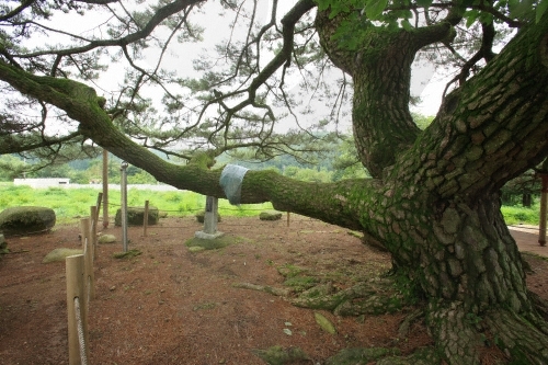 장흥 옥당리 효자송1